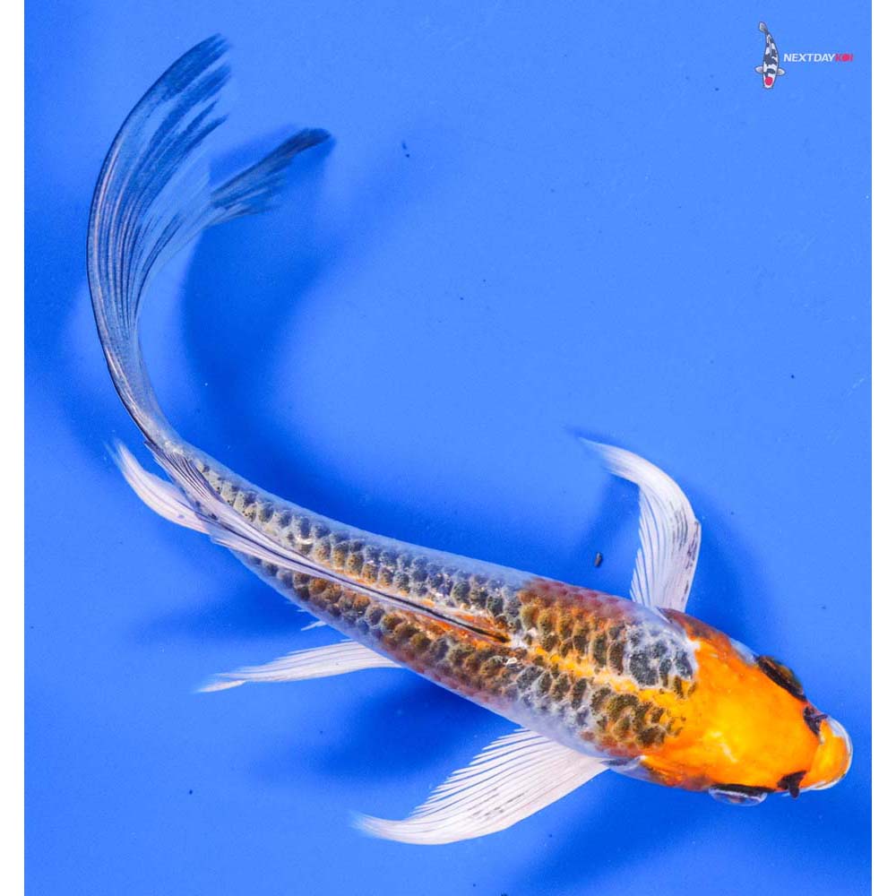 5” Imported Kujaku Butterfly Koi