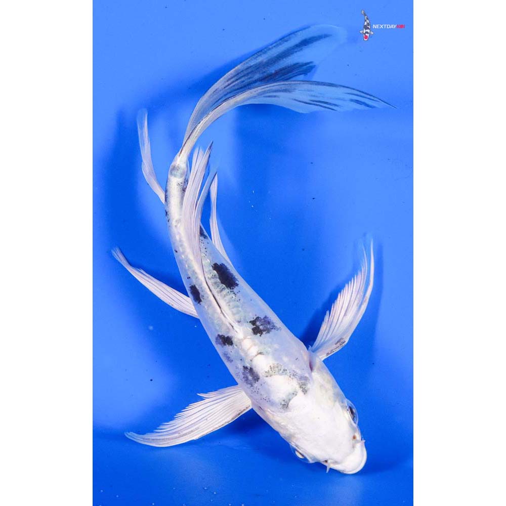 5” Imported Doitsu Gin Shiro Bekko Butterfly Koi