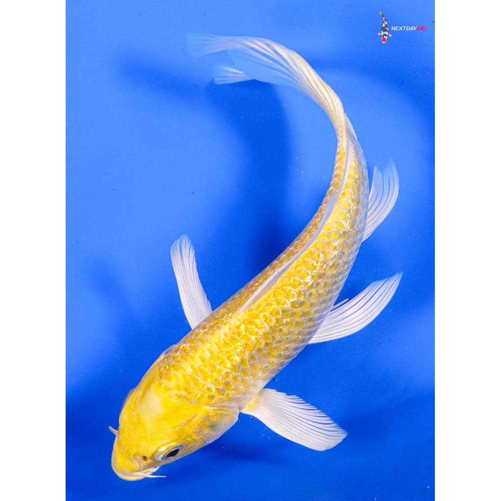 5.5” Imported Gin Rin Yamabuki Ogon Butterfly Koi