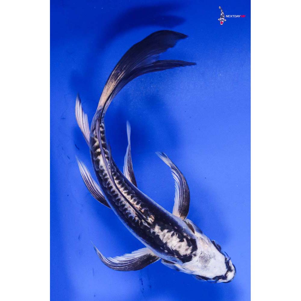 5.5” Imported Kikokuryu Butterfly Koi