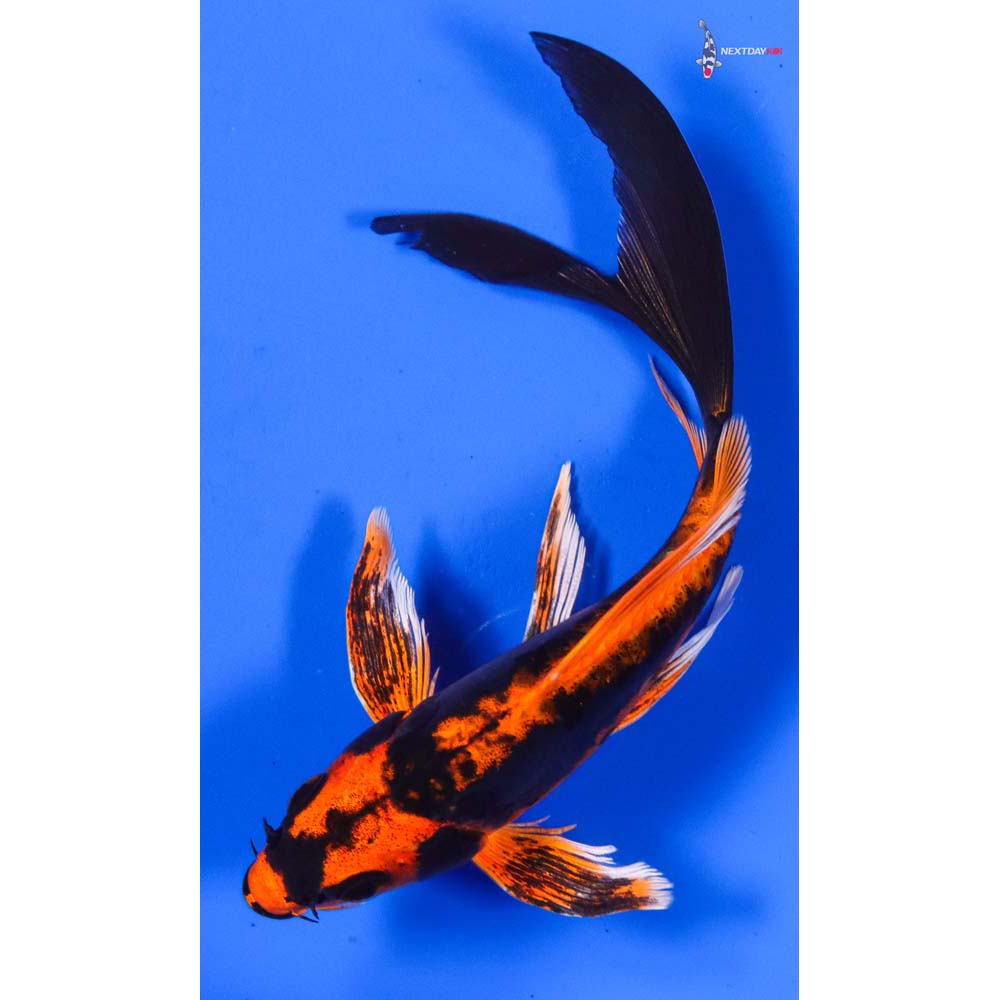 6” Imported Kin Kikokuryu Butterfly Koi