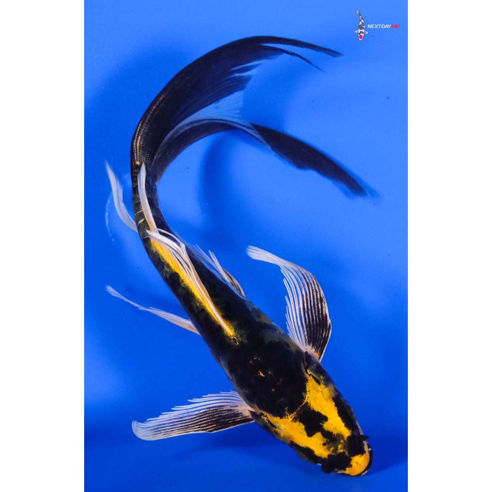 6” Imported Kin Kikokuryu Butterfly Koi