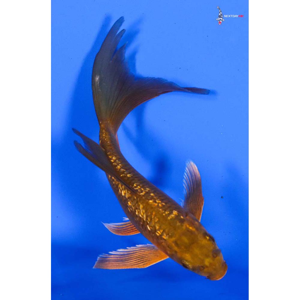 6” Imported Gin Rin Chagoi Butterfly Koi