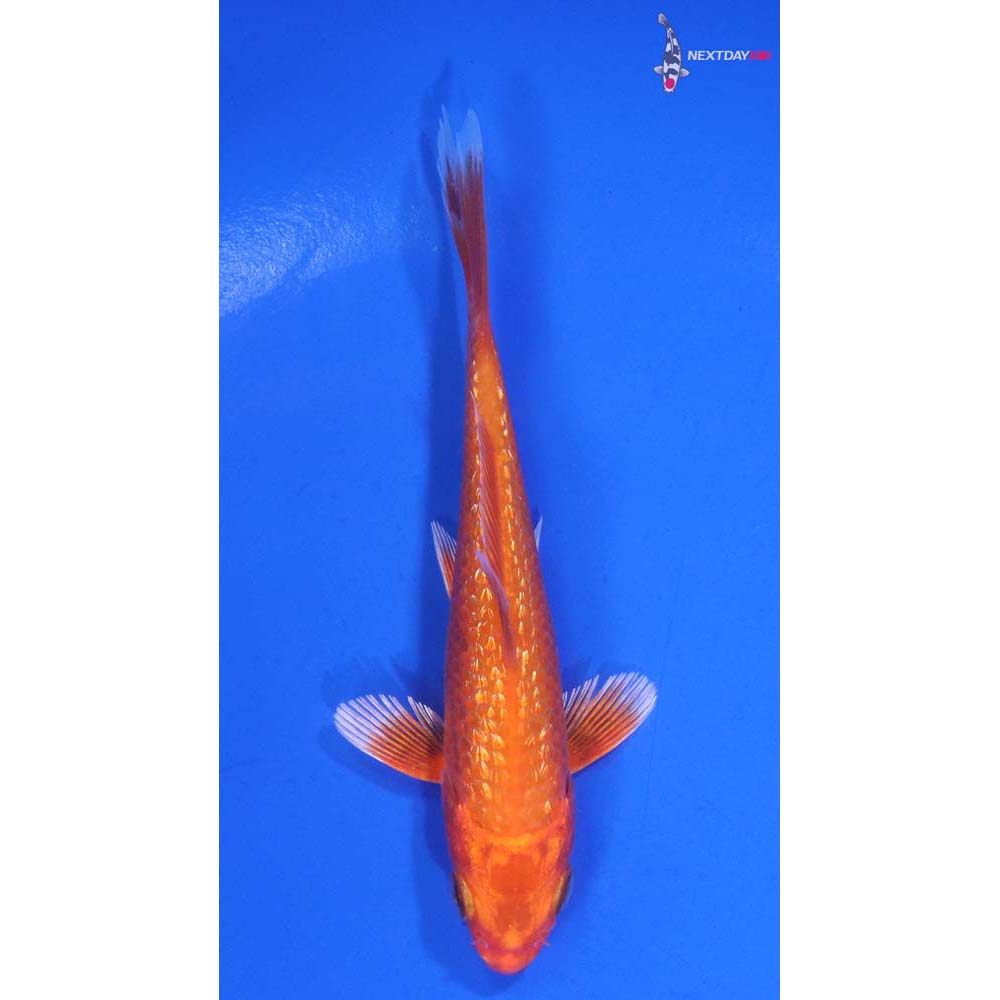 3.5” Imported Gin Rin Orenji Ogon