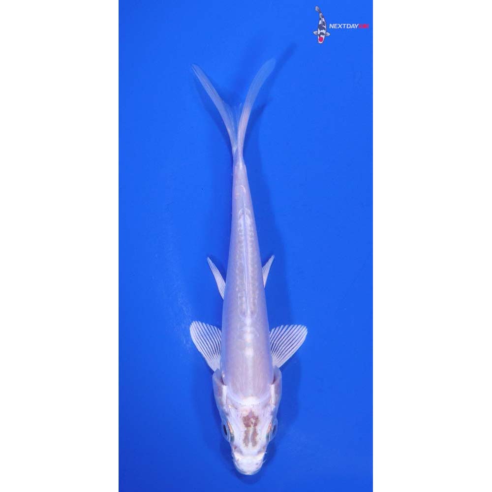 4” Imported Doitsu Platinum Ogon