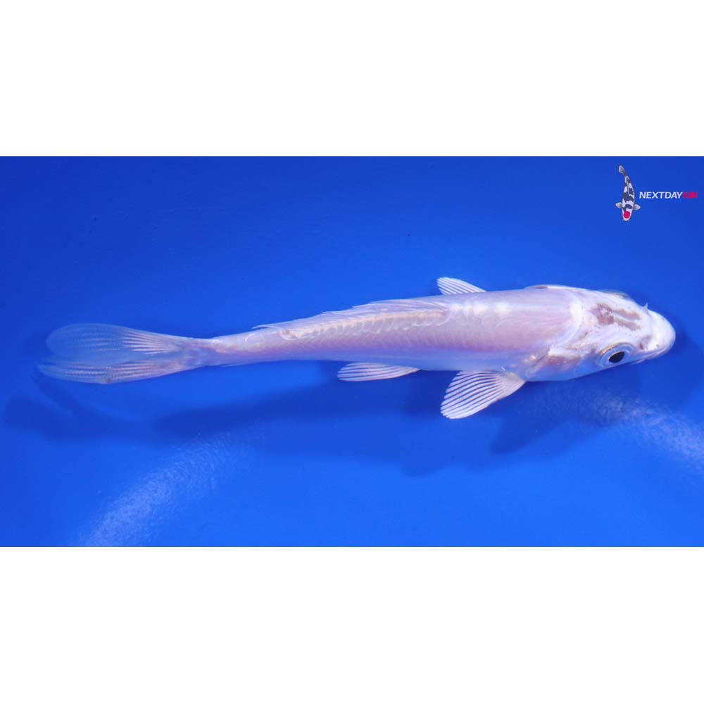 4” Imported Doitsu Platinum Ogon
