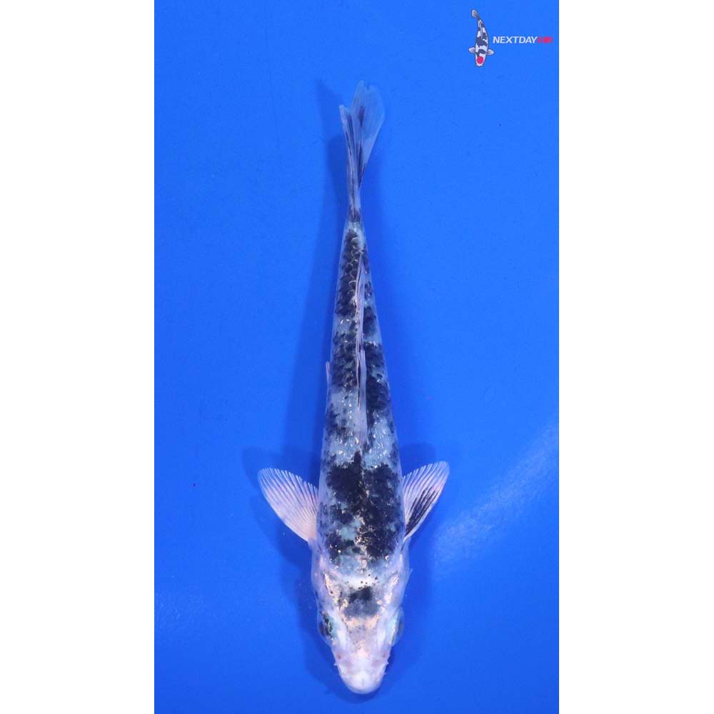 4” Imported Gin Shiro Bekko
