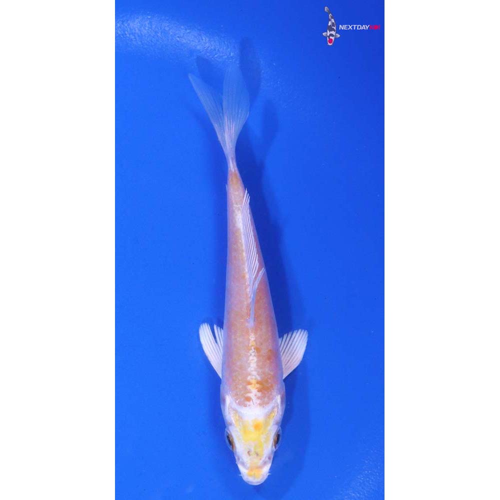 4” Imported Lemon Hariwake