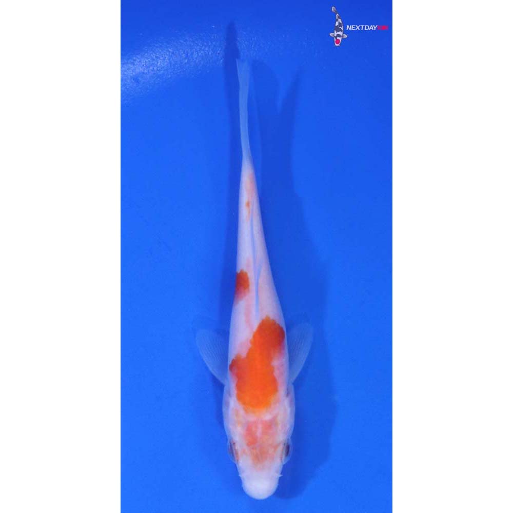 3.5” Imported Kohaku