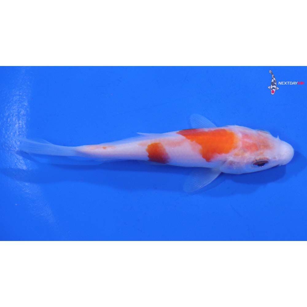 3.5” Imported Kohaku