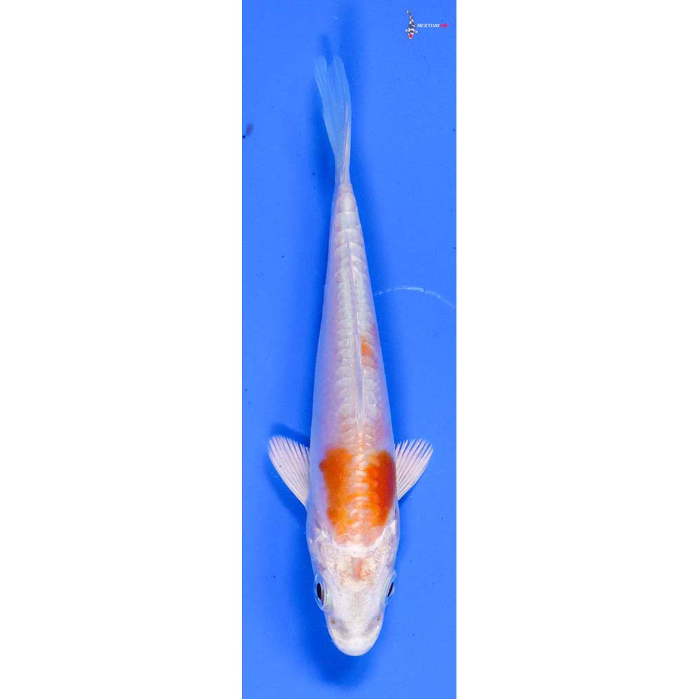 3.5” Imported Kikusui