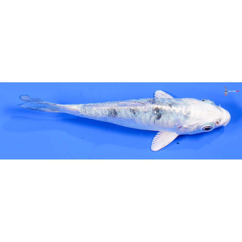 3.5” Imported Doitsu Gin Shiro Bekko
