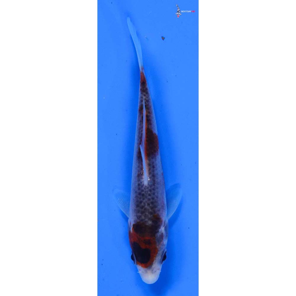 3.5” Imported Goshiki