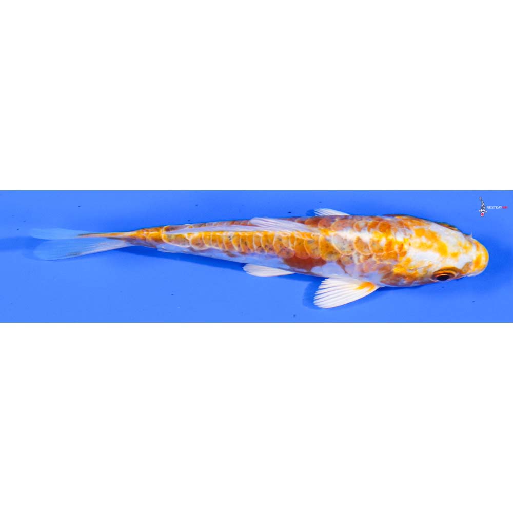 3.5” Imported Kikusui
