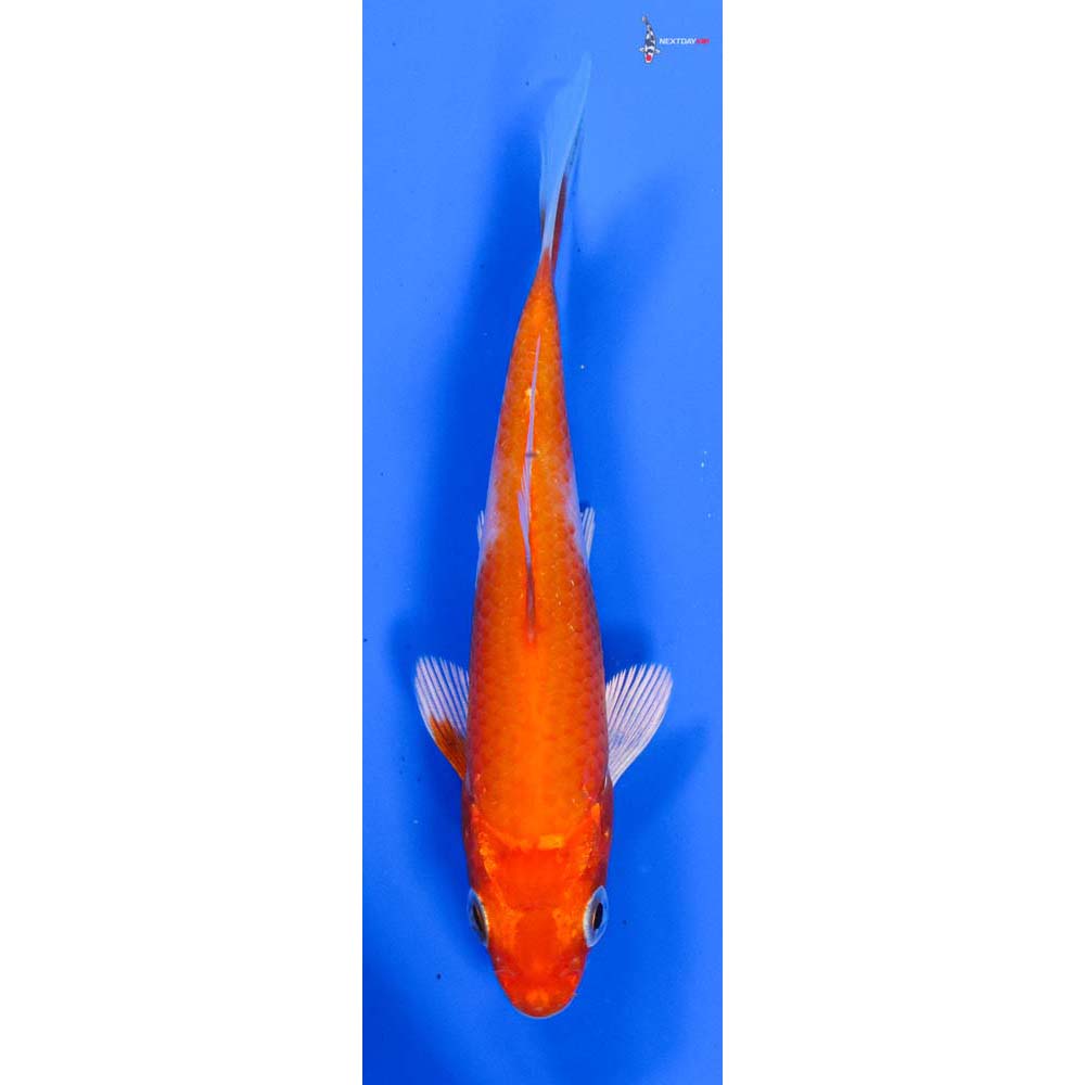 3.5” Imported Hariwake