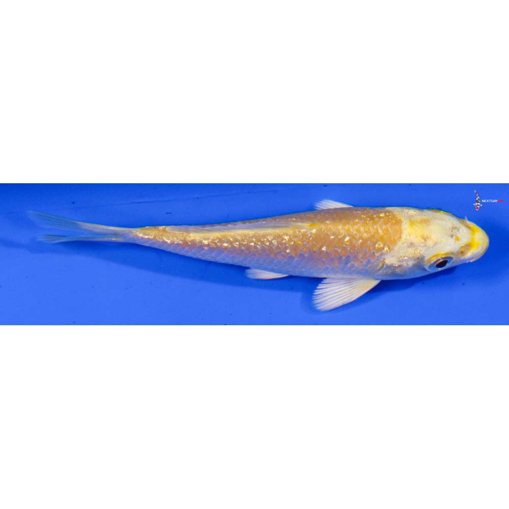 3.5” Imported Gin Rin Yamabuki Ogon