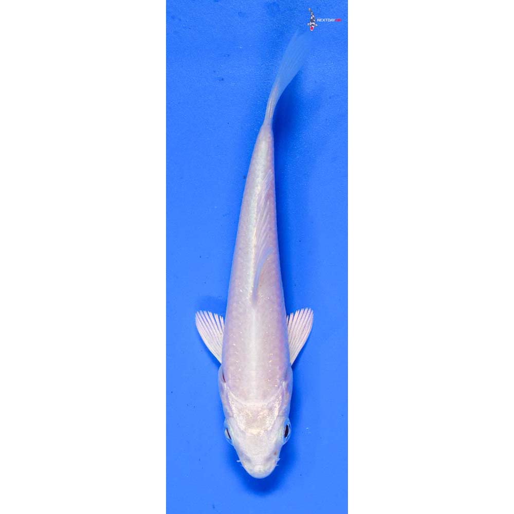3.5” Imported Platinum Ogon