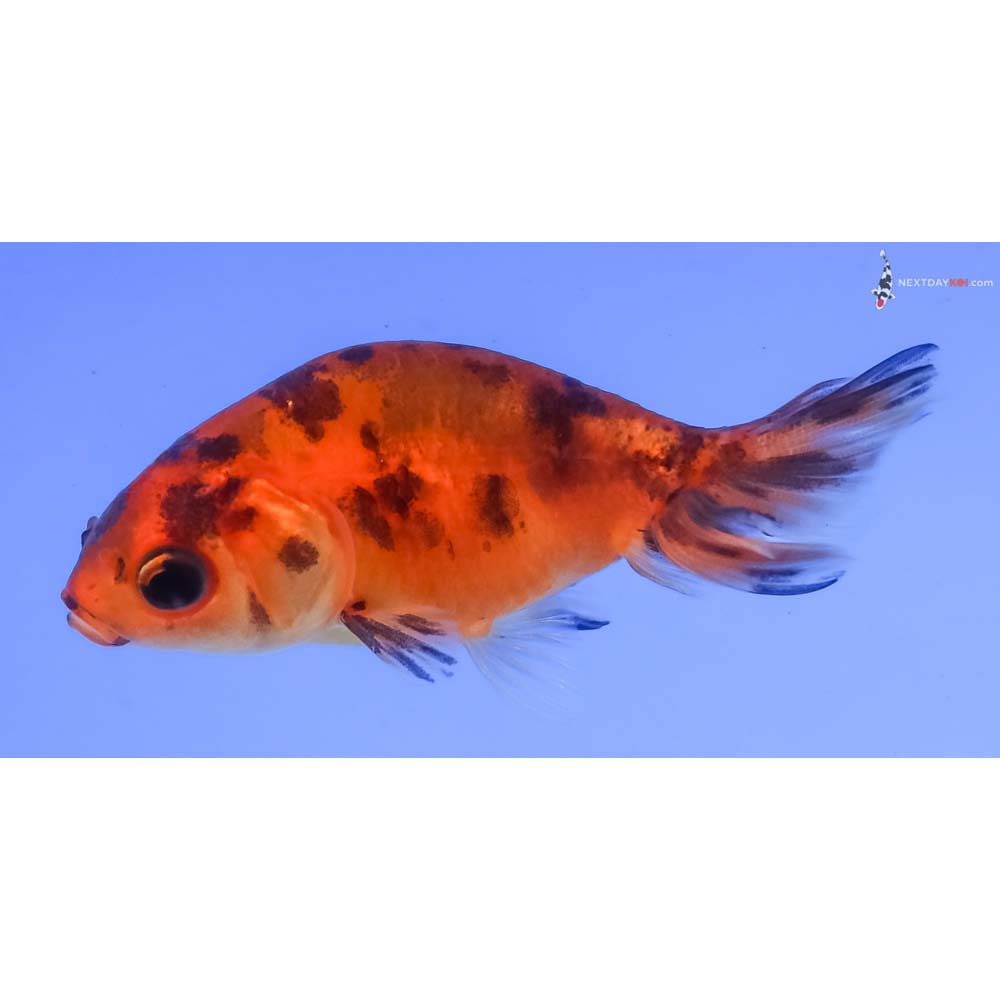 2.5” Imported Calico Ranchu