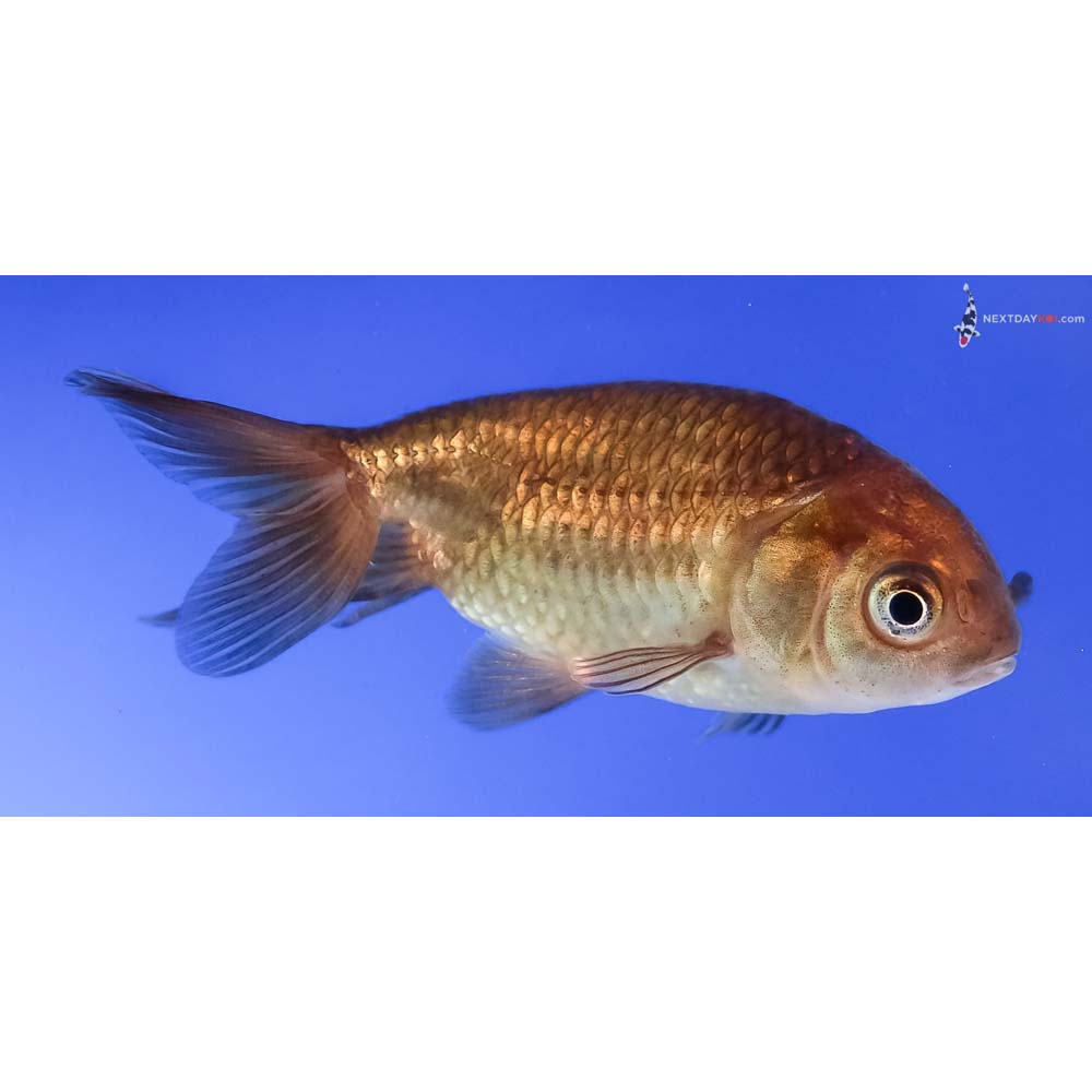 2.5” Imported Chocolate Ranchu