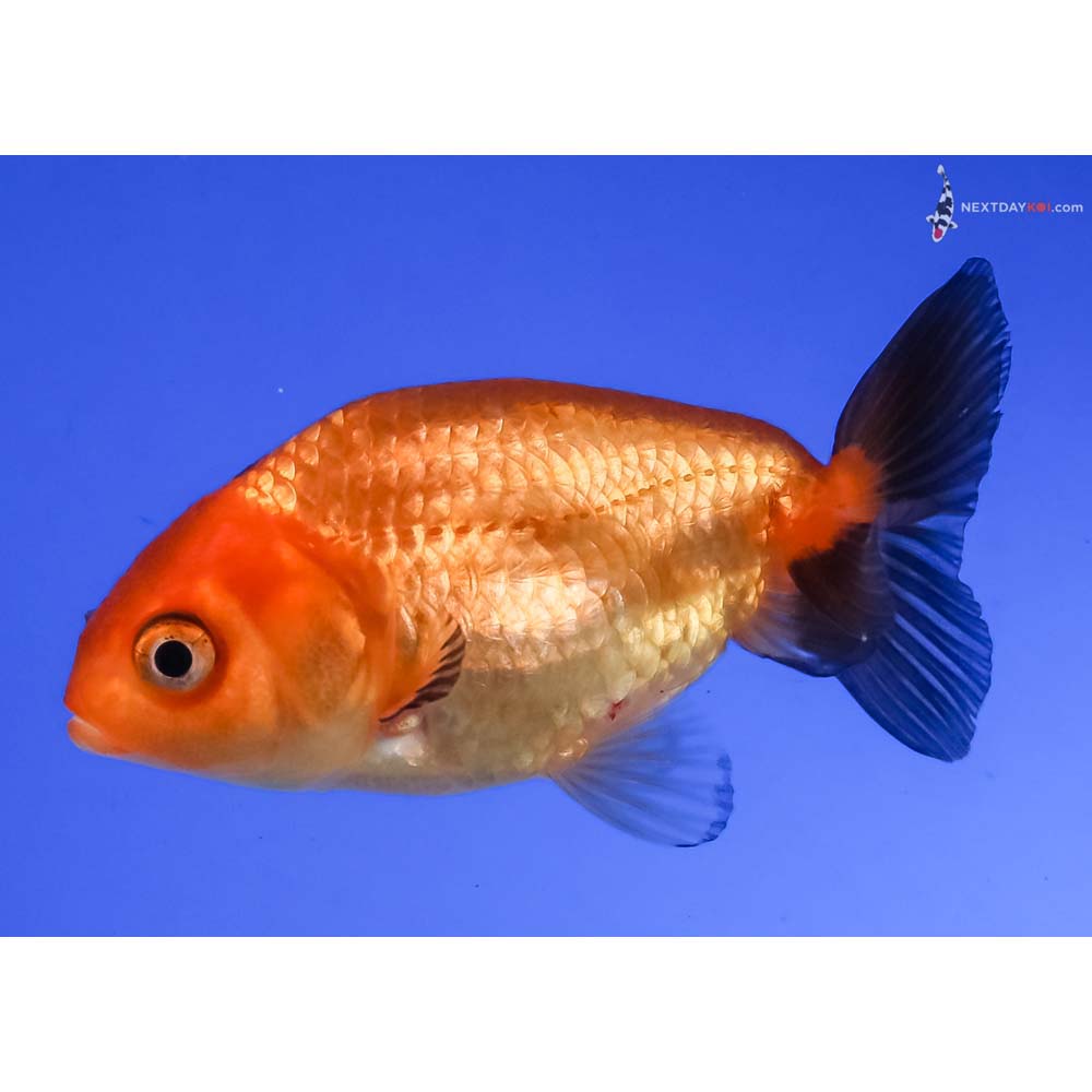 2.5” Imported Red and Black Ranchu
