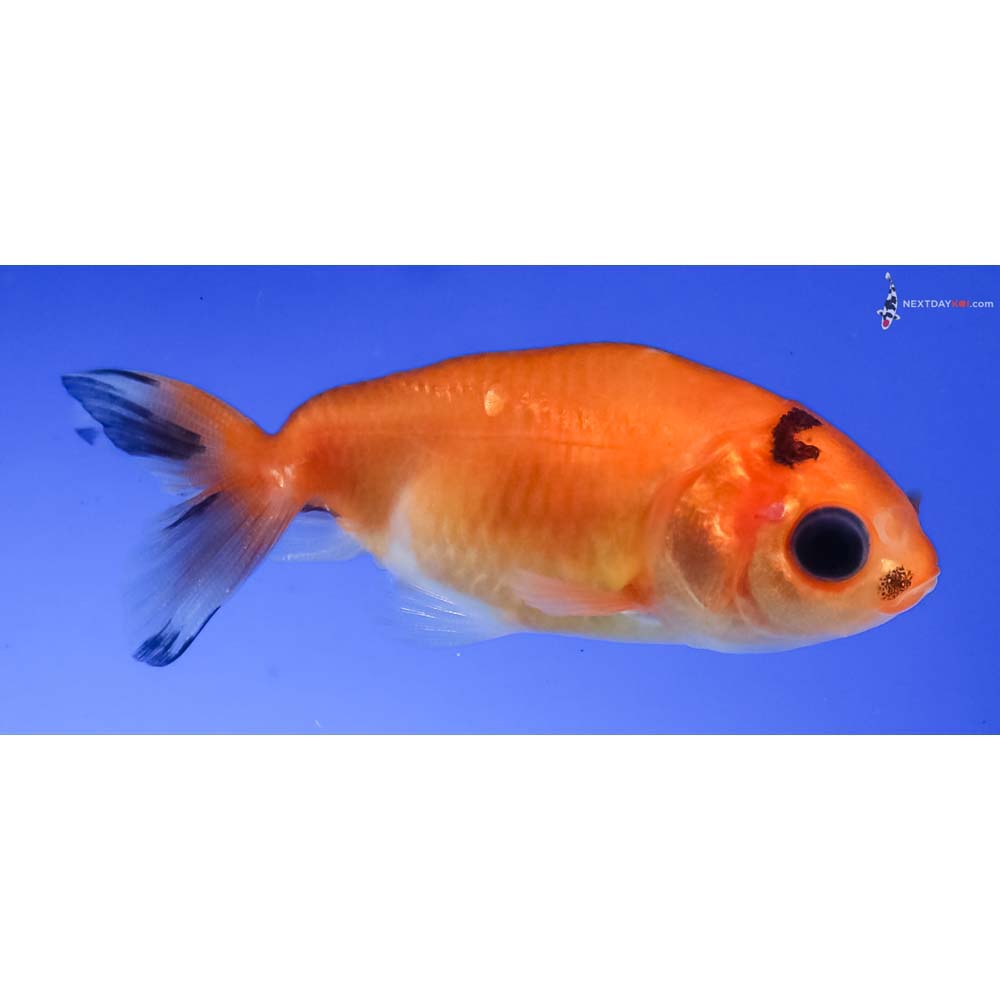 2” Imported Red and Black Ranchu