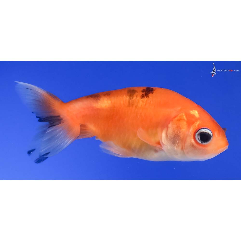 2.5” Imported Red and Black Ranchu