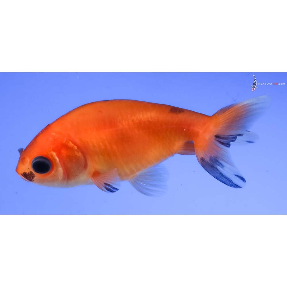 2.5” Imported Red and Black Ranchu