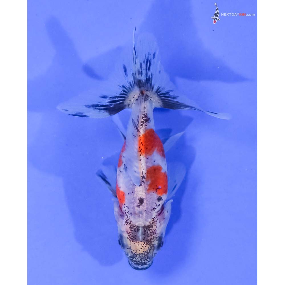 2.5” Imported Calico Pearlscale