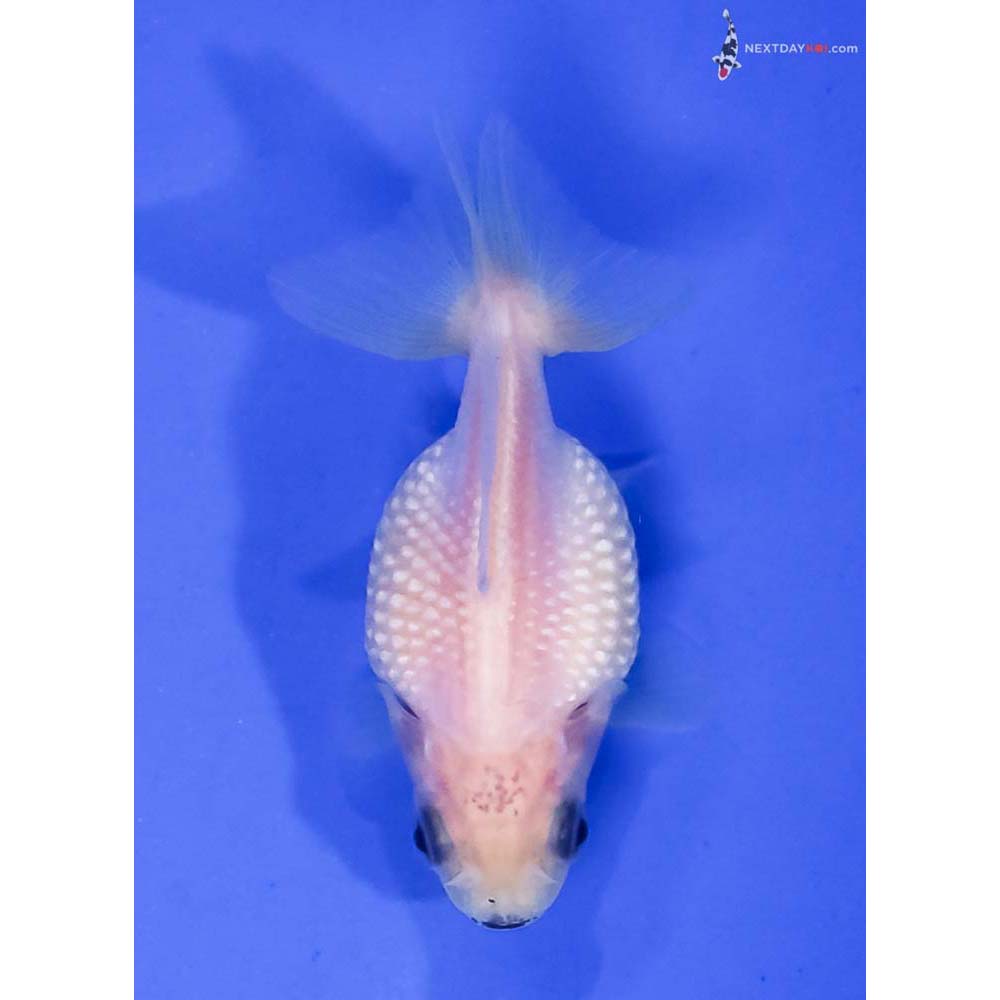 2” Imported White Pearlscale