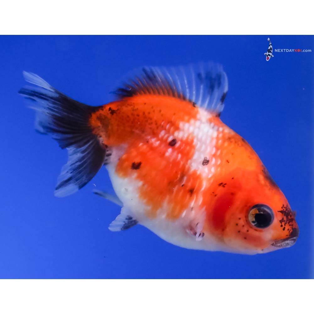 2” Imported Calico Pearlscale