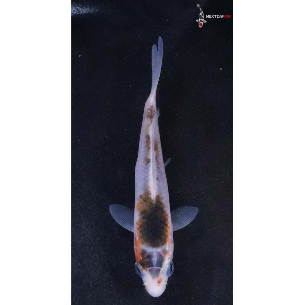 3” Imported Goromo