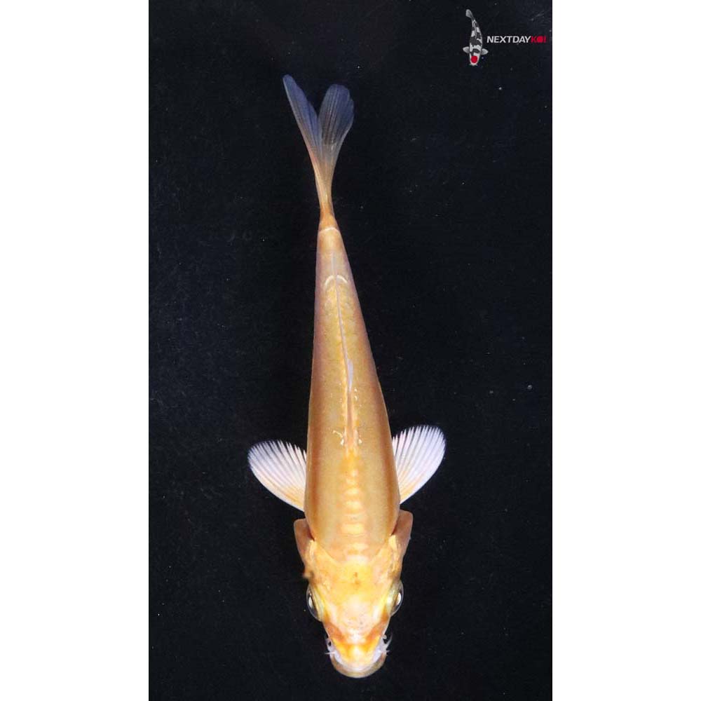 3” Imported Doitsu Yamabuki Ogon