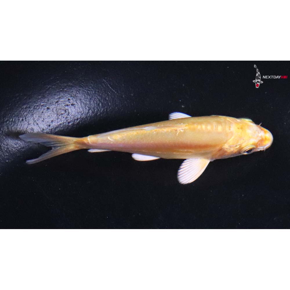 3” Imported Doitsu Yamabuki Ogon