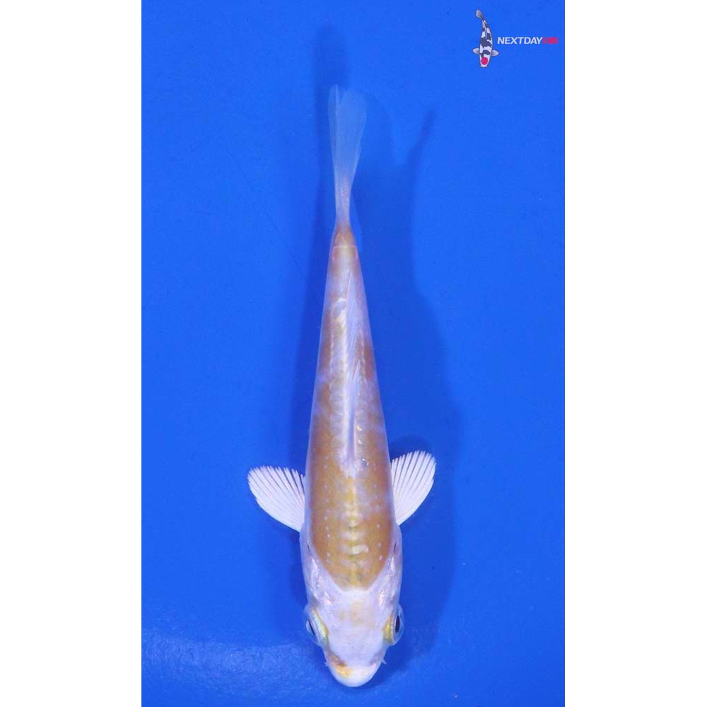 3” Imported Doitsu Lemon Hariwake