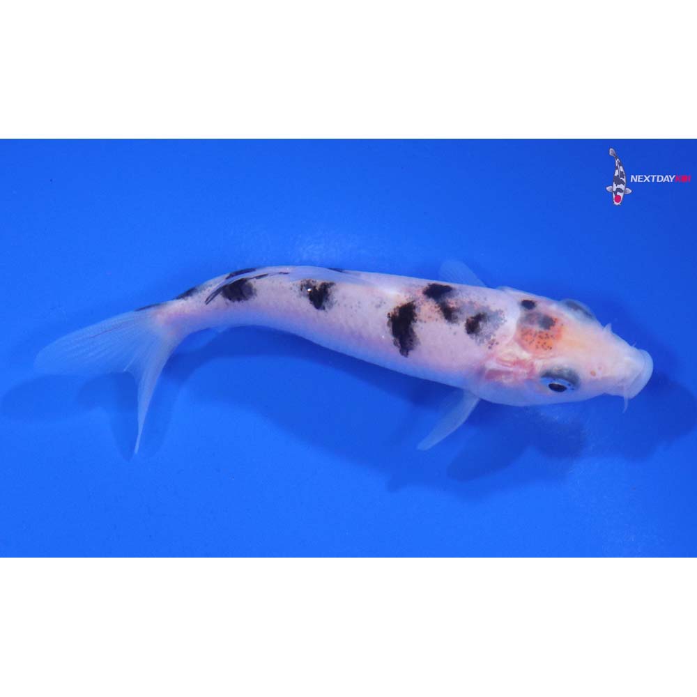 3.5” Imported Shiro Bekko