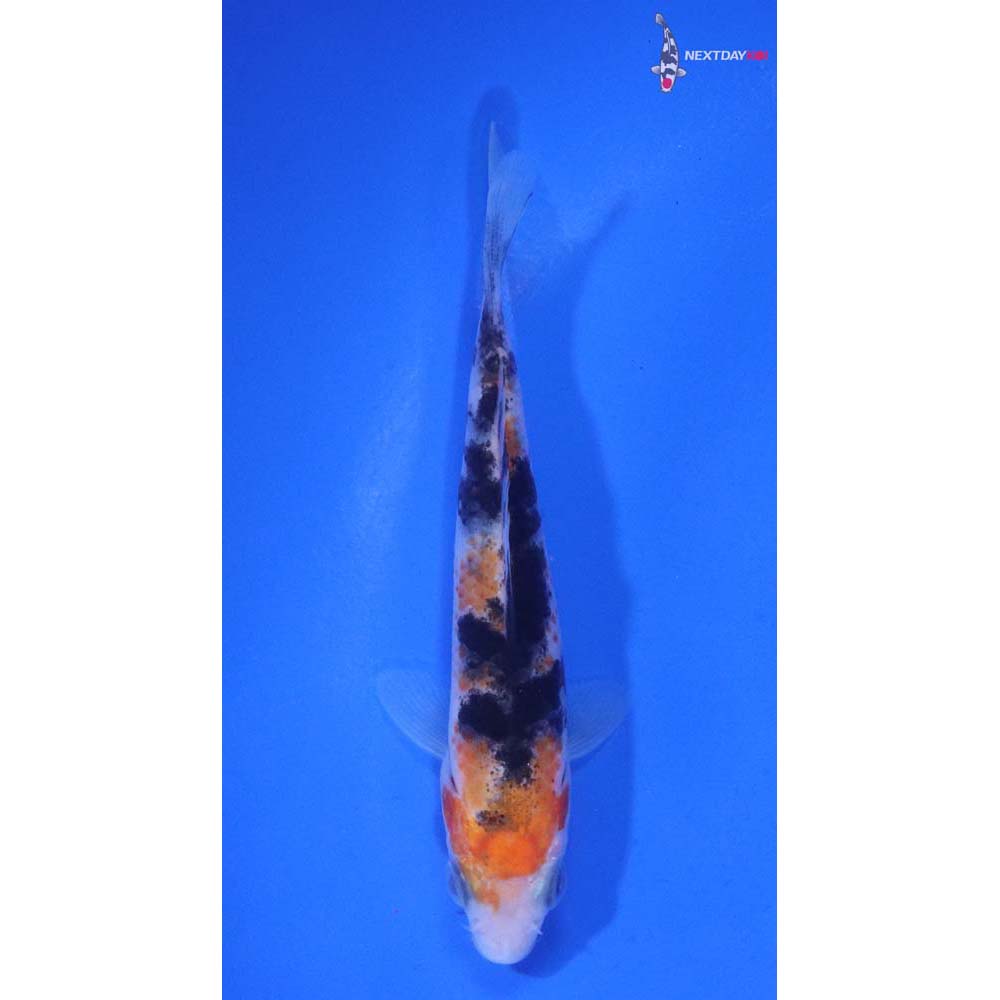 3.5” Imported Sanke