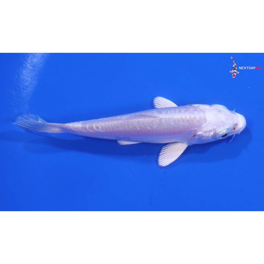 3.5” Imported Doitsu Platinum Ogon