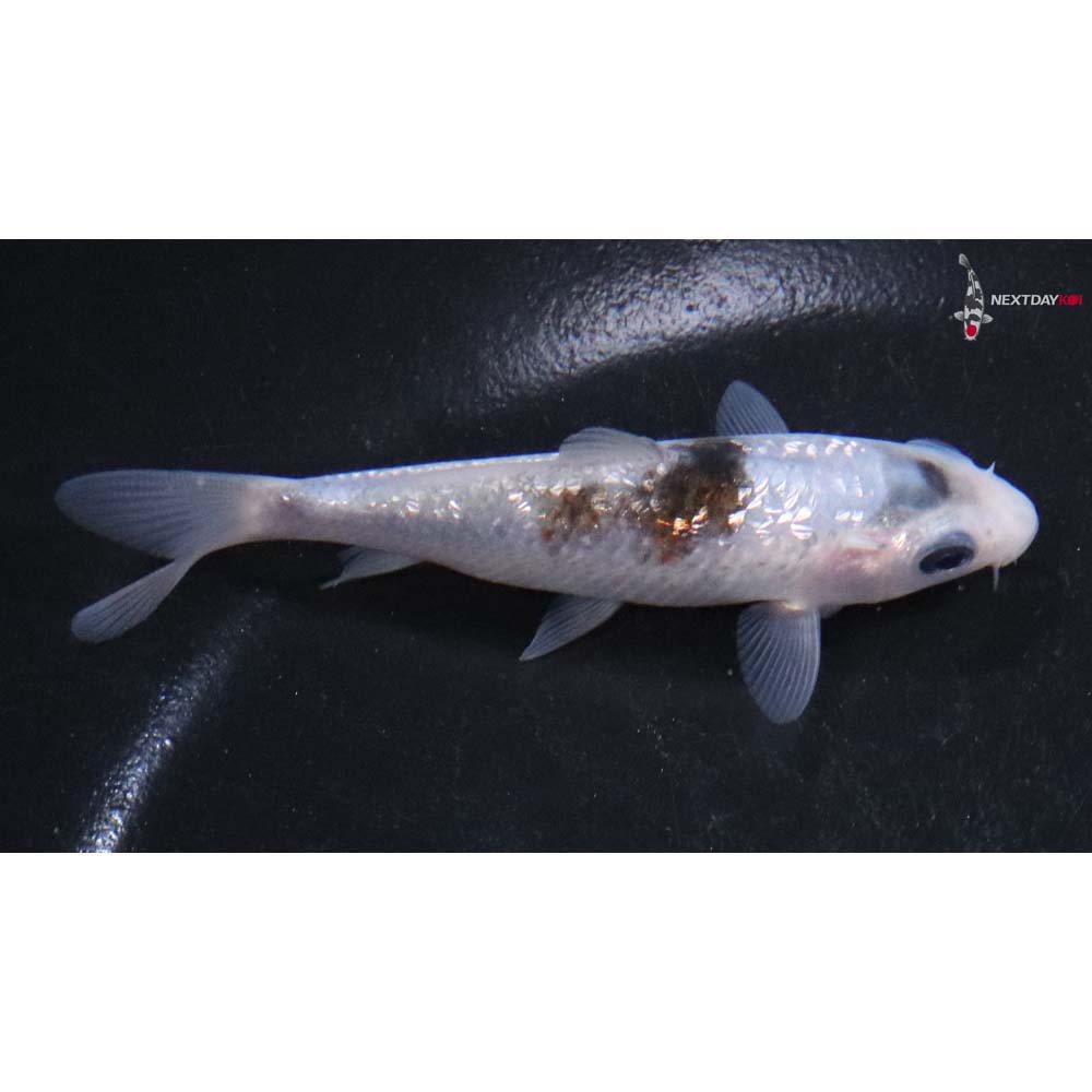 3.5” Imported Gin Rin Goromo
