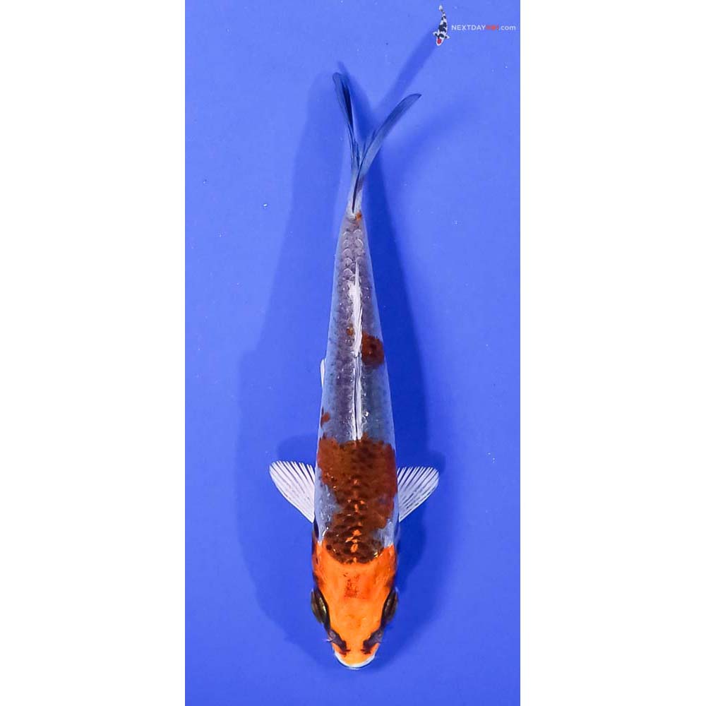3.5” Imported Kujaku