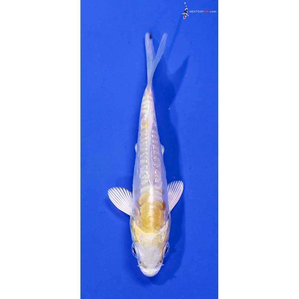 3” Imported Doitsu Lemon Hariwake