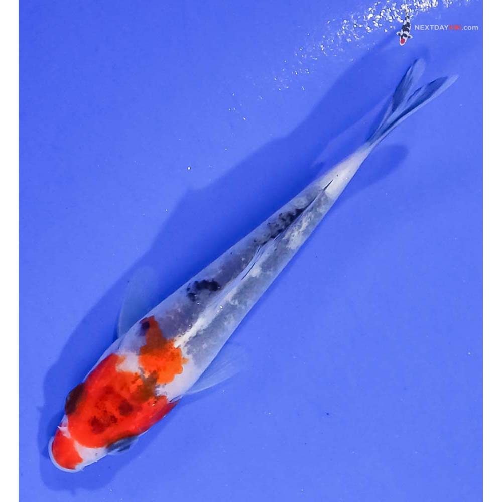 3.5” Imported Sanke