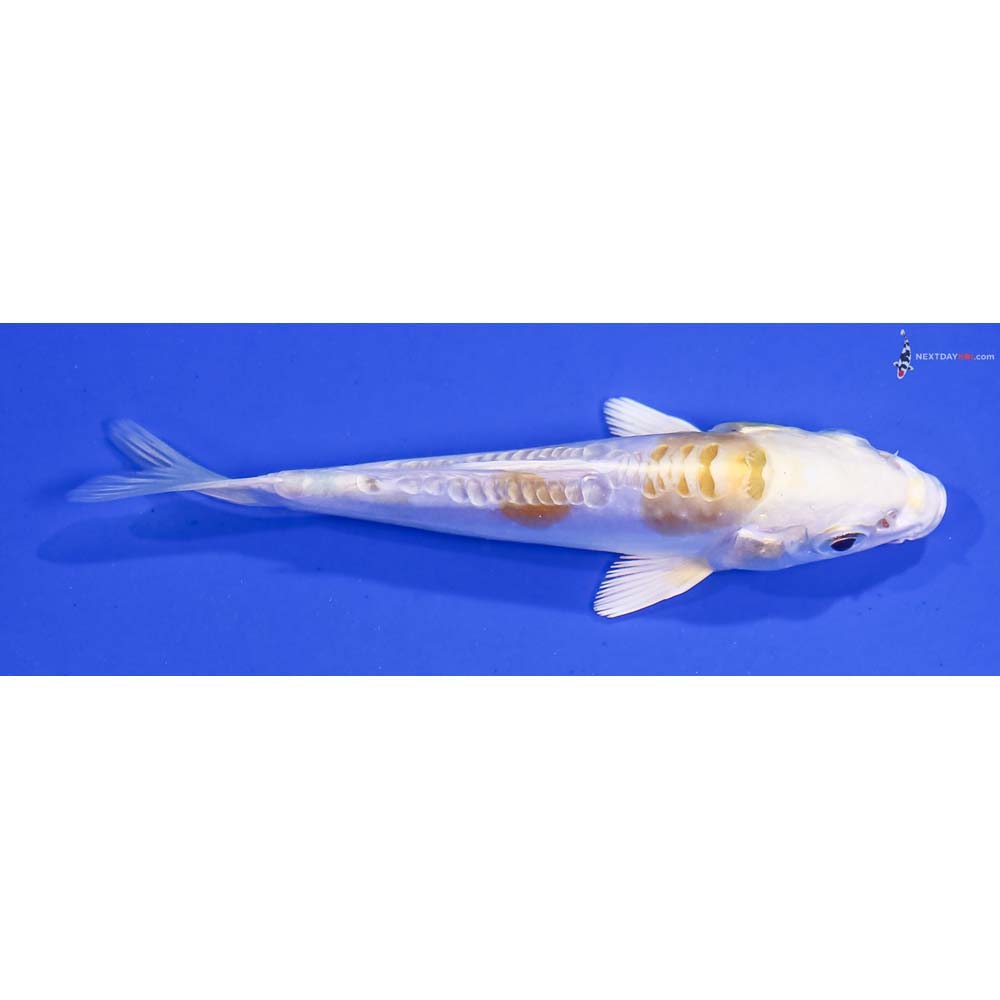 3.5” Imported Doitsu Lemon Hariwake