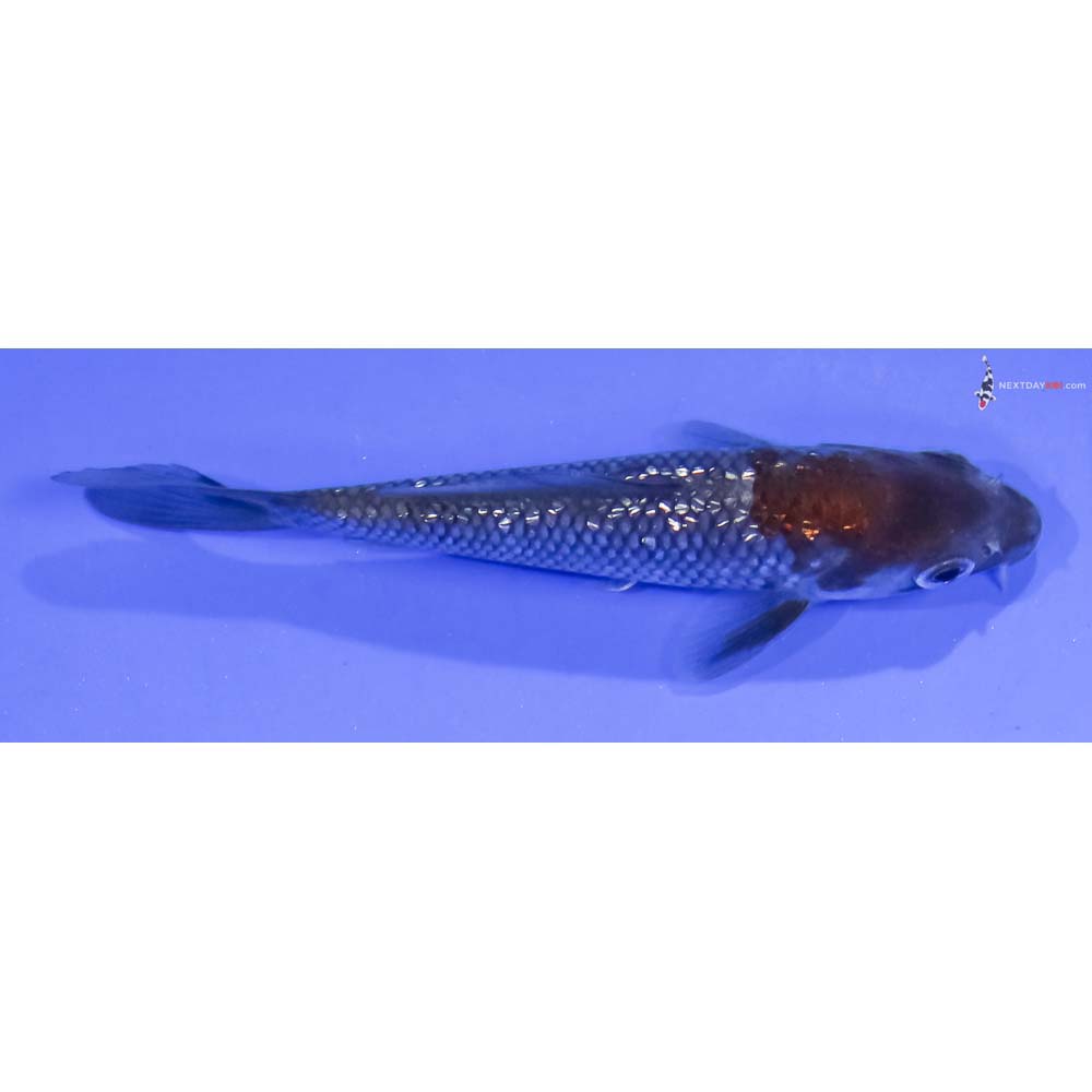 3.5” Imported Gin Rin Ochiba Shigure