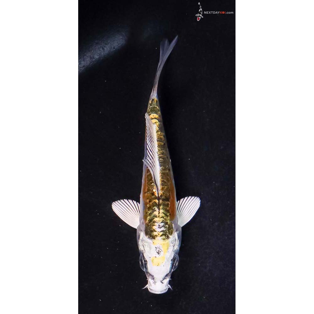 3.5” Imported Doitsu Blue Kujaku