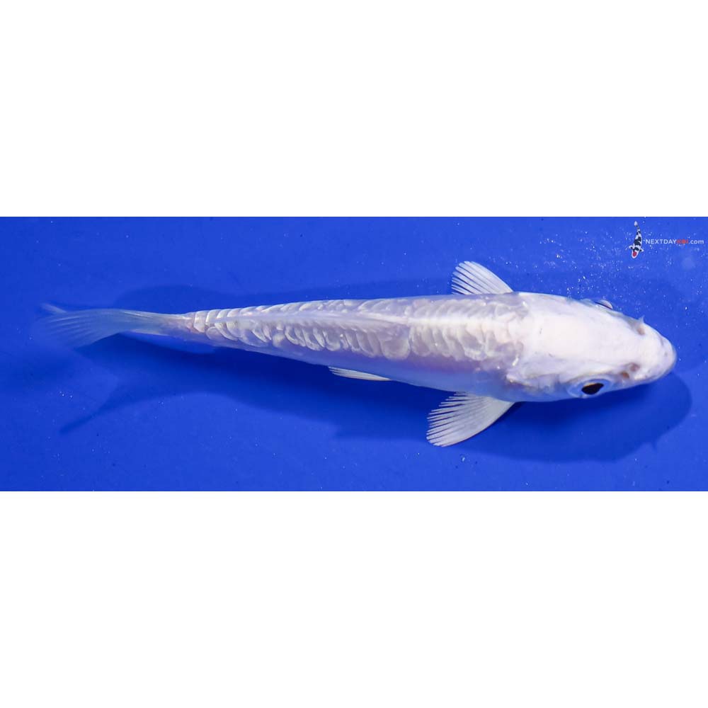 3” Imported Doitsu Platinum Ogon