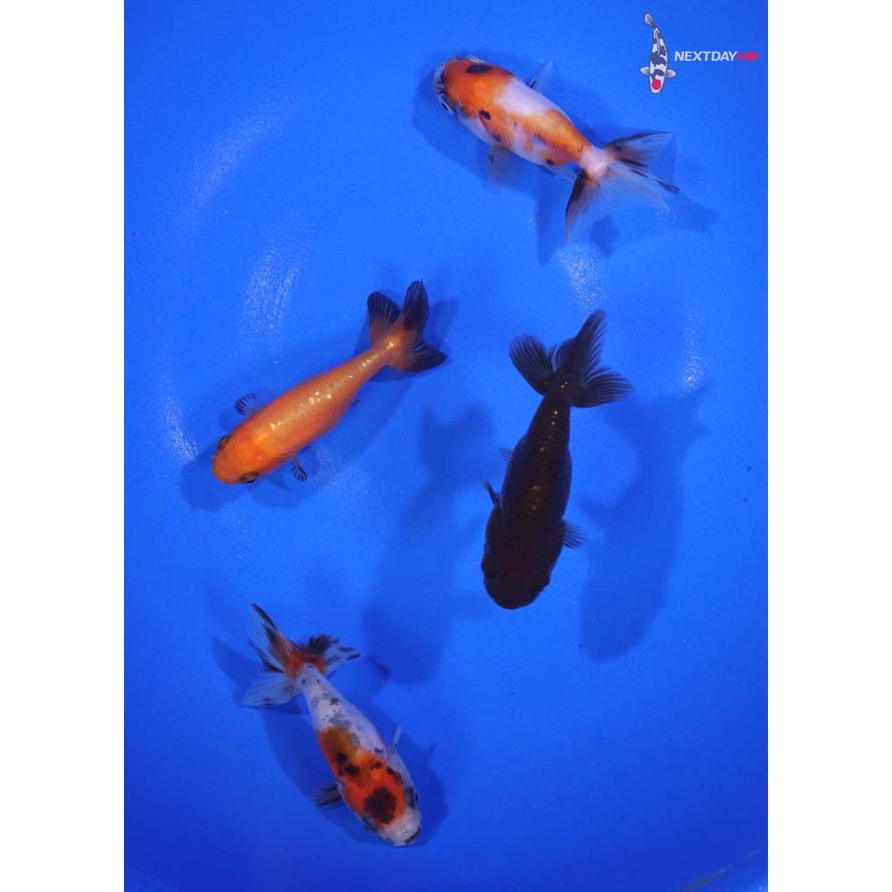 Lot of (4) 2-2.5” Imported Assorted Ranchu