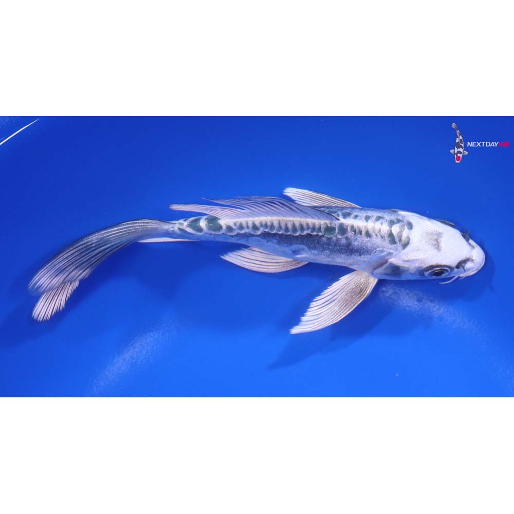 6” Imported Kikokuryu Butterfly Koi