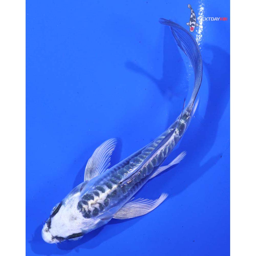 4.5” Imported Kikokuryu Butterfly Koi