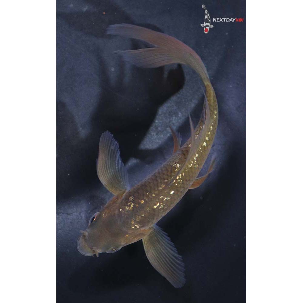 4.5” Imported Gin Rin Chagoi Butterfly Koi