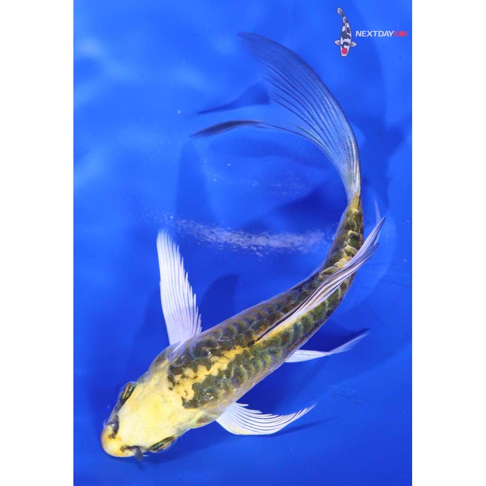 4.5” Imported Armor Scaled Kujaku Butterfly Koi